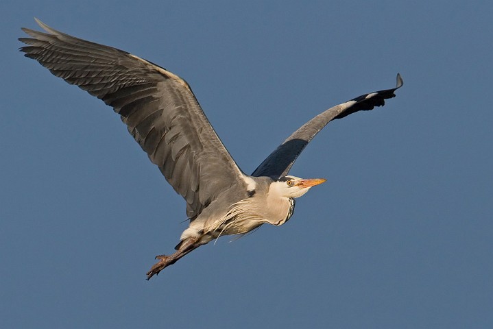 Graureiher Ardea cinerea